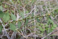 Triumfetta pentandra